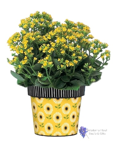 Fun Flowers Art Pot Plant