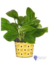 Sunflower Green Plant size,  inches height and  inches wide.