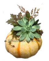 Medium Gourd (similar to image) size,  inches height and  inches wide.