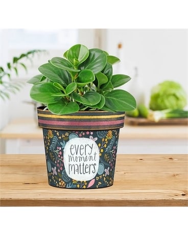 Every Moment Matters Planter Plant