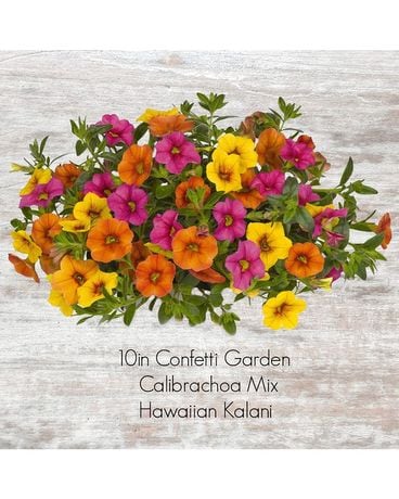 Calibrachoa Hanging Basket Custom product