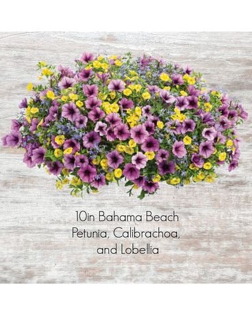 Hanging Basket Assortments Specialty Arrangement