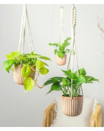 Terra Cotta Hanging Planter Plant