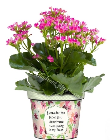 Conspiring in My Favor Art Pot Plant
