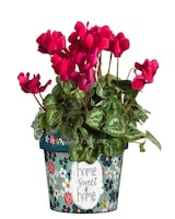 Blooming Plant in Art Pot size,  inches height and  inches wide.