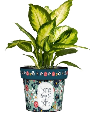 Home Sweet Home Art Pot Plant