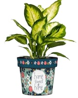 Green Plant in Art Pot size,  inches height and  inches wide.