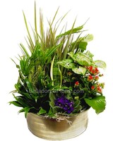 Premium (as shown) size,  inches height and  inches wide.