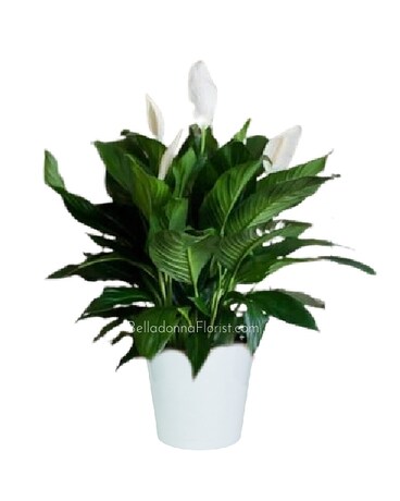 Elegant Spathiphyllum Peace Lily Plant