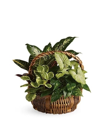 Emerald Garden Basket Plant