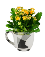Mug with Blooming Plant size,  inches height and  inches wide.