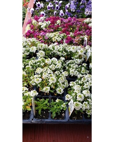 Open Air Market 6 Flower Arrangement