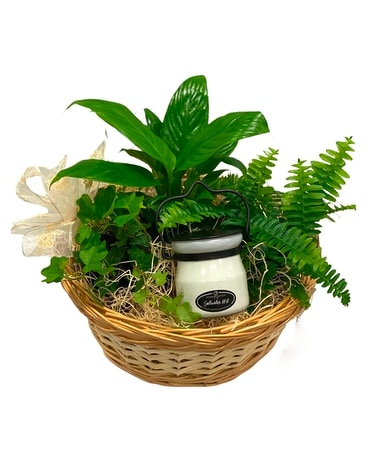 White Oak’s Plants and Candle Gift Basket Plant