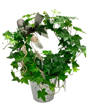 White Oak’s Ivy Hoop Plant