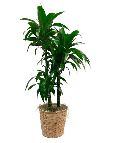 White Oak’s Dracaena Elegance Large Plant