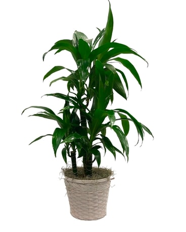 White Oaks’s Dracaena Elegance Medium Plant