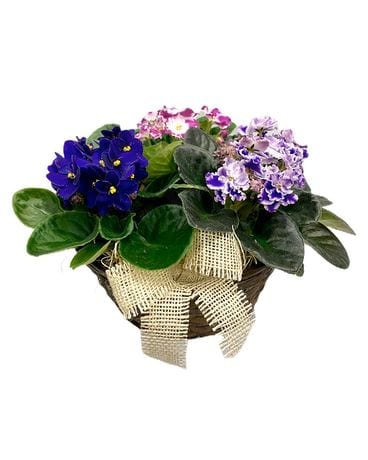 White Oak’s African Violet Trio Plant