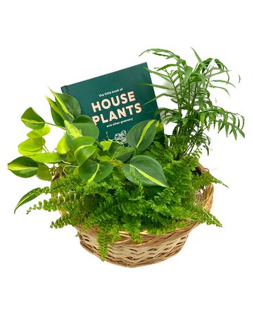 White Oak’s Plant Pack Gift Plant