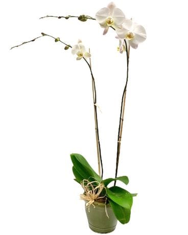 White Oak’s Simply White Orchid Plant