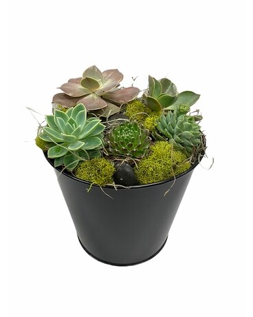 White Oak’s Small Succulent Garden Plant