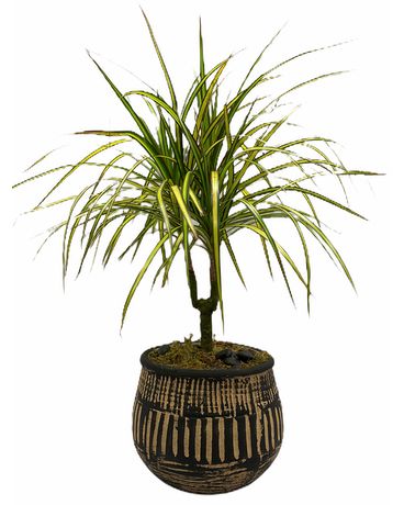 White Oak’s Potted Dracaena Plant