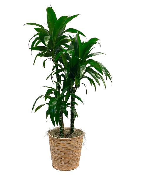 efeutute hängend kaufen Große Silbrige Efeutute | Scindapsus main image 0