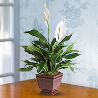 Sympathy Plants