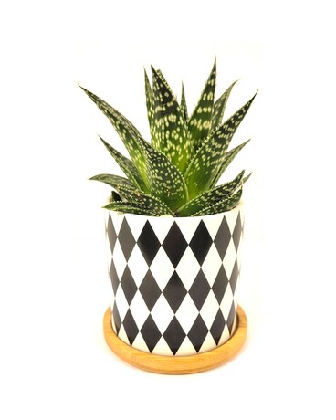 Simply Succulent Plant