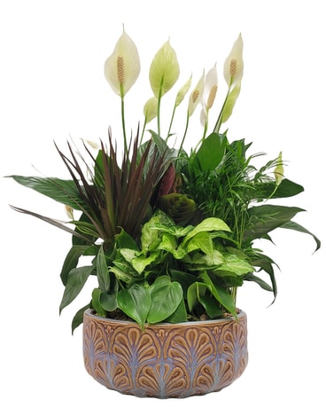 Large Dish Garden Plant