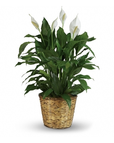 Simply Elegant Spathiphyllum - Large Plant