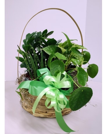 Oxygen Blooms Basket Flower Arrangement