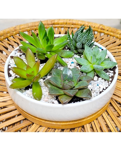 Circular Succulent Dish Garden in Pinellas Park FL - Hayes Florist