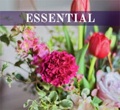 Shop our Essential Collection