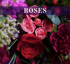 Shop Roses