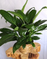 Small In Basket size,  inches height and  inches wide.