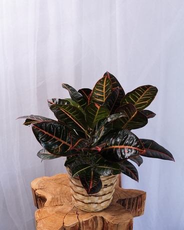 Croton Plant Flower Arrangement