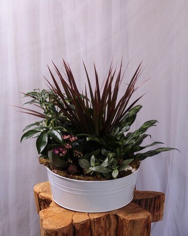 Bold Blooms Dish Garden Flower Arrangement
