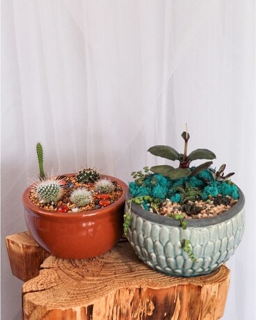 Succulent Gardens Flower Arrangement