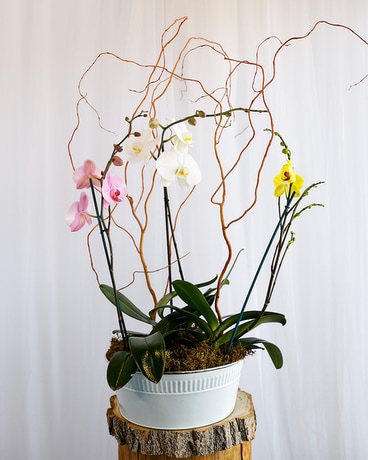 Orchid Garden Flower Arrangement