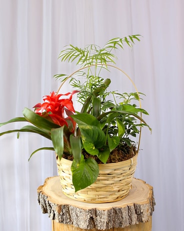 Green Oasis Basket Flower Arrangement