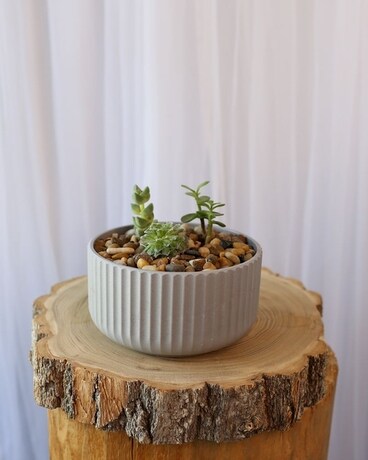 Succa For You Flower Arrangement