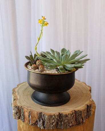 Onyx Oasis Flower Arrangement