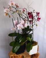 Single Stem Orchid size,  inches height and  inches wide.