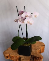 Double Stem Orchid size,  inches height and  inches wide.