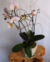 Ornate Orchid size,  inches height and  inches wide.