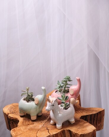 Wild Succulents Flower Arrangement