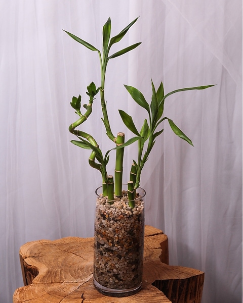plant humidifier indoor Mars Hydro 15L Ultrasonic Cool Mist Humidifier for Large Room main image 0