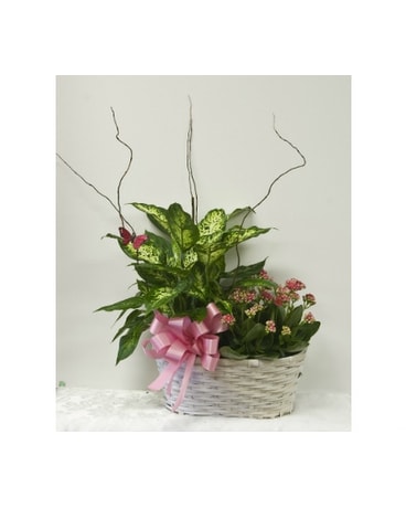 Sympathy Plants Delivery Brecksville OH - Brecksville Florist \u0026 Gifts