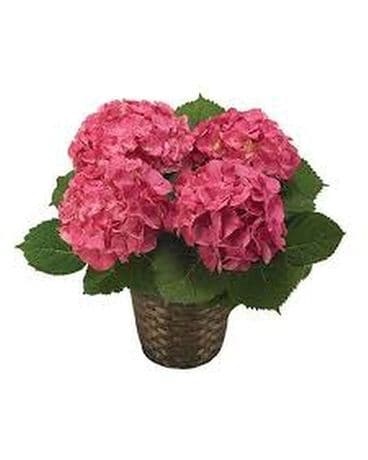 Happy Hydrangea - Pink Flower Arrangement