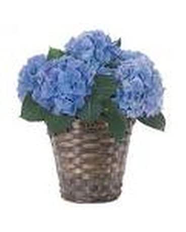 Happy Hydrangea - Blue Flower Arrangement